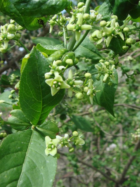 Euonymus obovatus fleur P1A